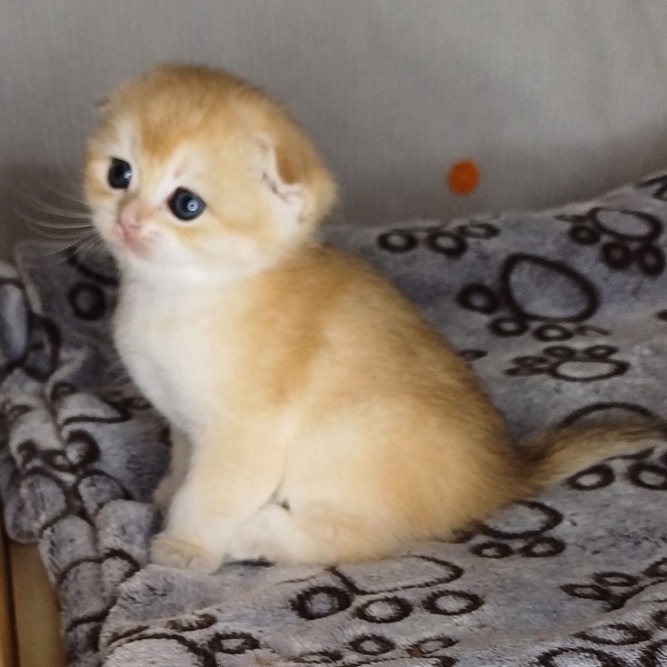 Hilary Mulan Davidson - immagine 21