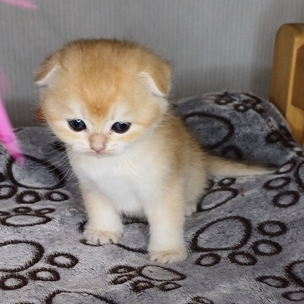 Hilary Mulan Davidson - immagine 22