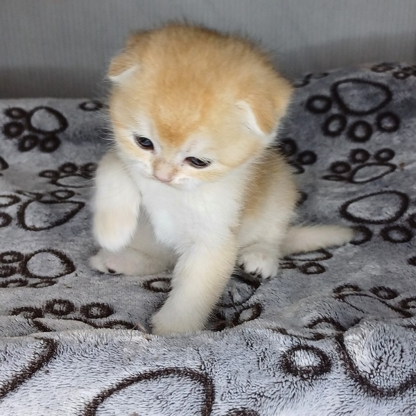 Hilary Mulan Davidson - immagine 5