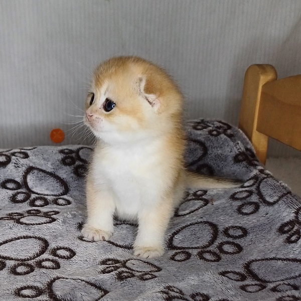 Hilary Mulan Davidson - immagine 7