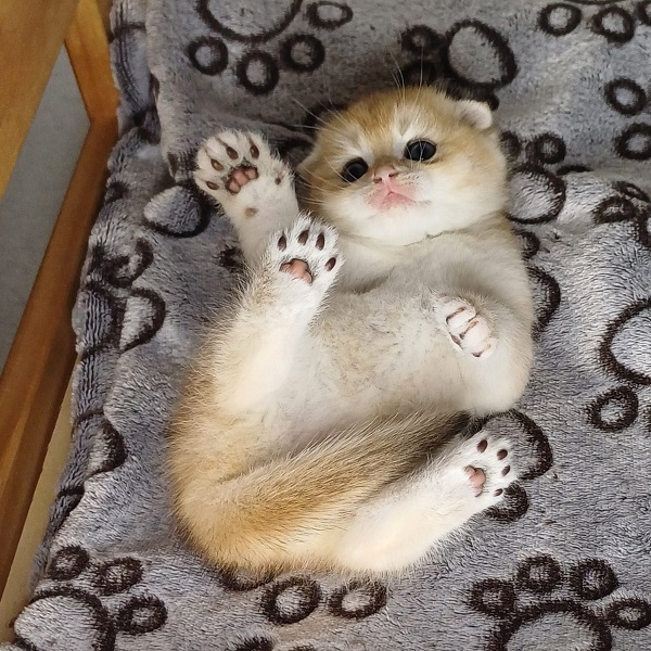 Hilary Mulan Davidson - immagine 8