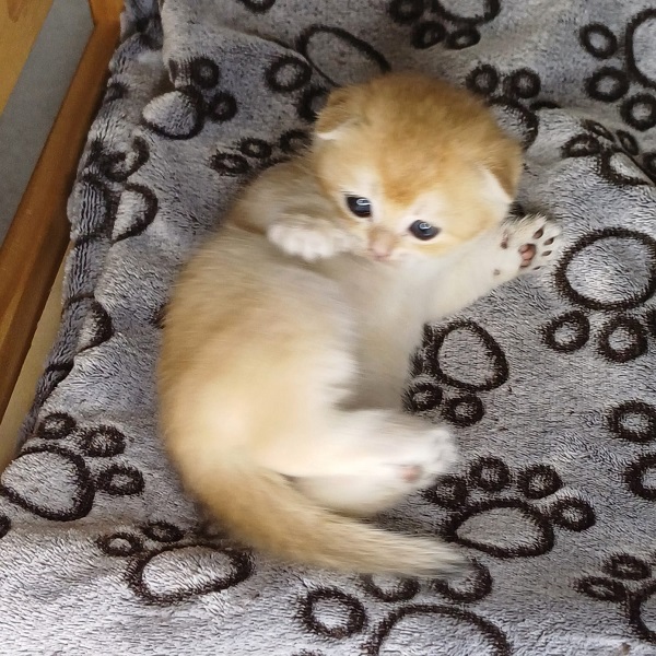 Hilary Mulan Davidson - immagine 9