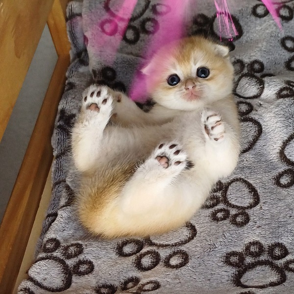 Hilary Mulan Davidson - immagine 23