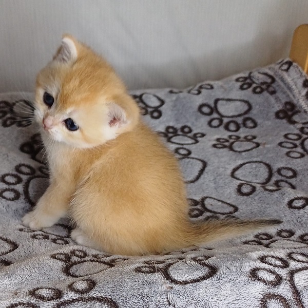 Hope Davidson - immagine 3