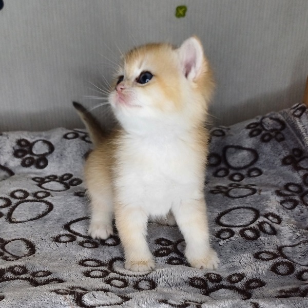 Hope Davidson - immagine 5