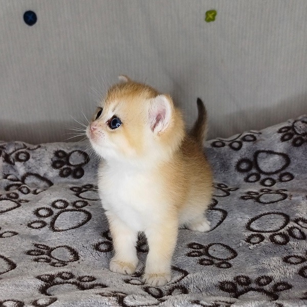 Hope Davidson - immagine 8