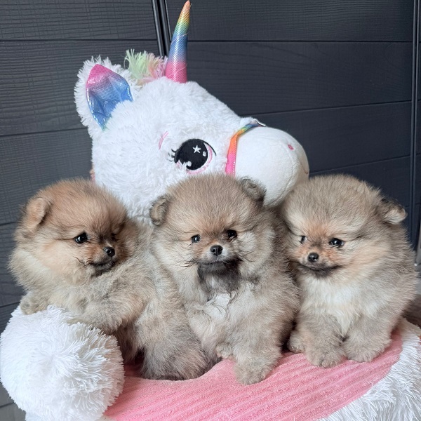 John Michael’s Story - immagine 5