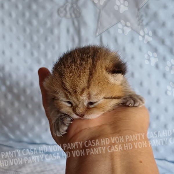 Nadin Campbell - immagine 7